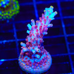 TSA Nightshade Acropora Coral