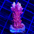 TSA Nightshade Acropora XL Frag Coral