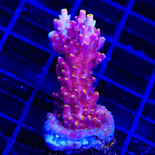 TSA Nightshade Acropora XL Frag Coral