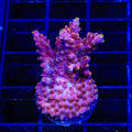 TSA Nightshade Acropora XL Frag Coral