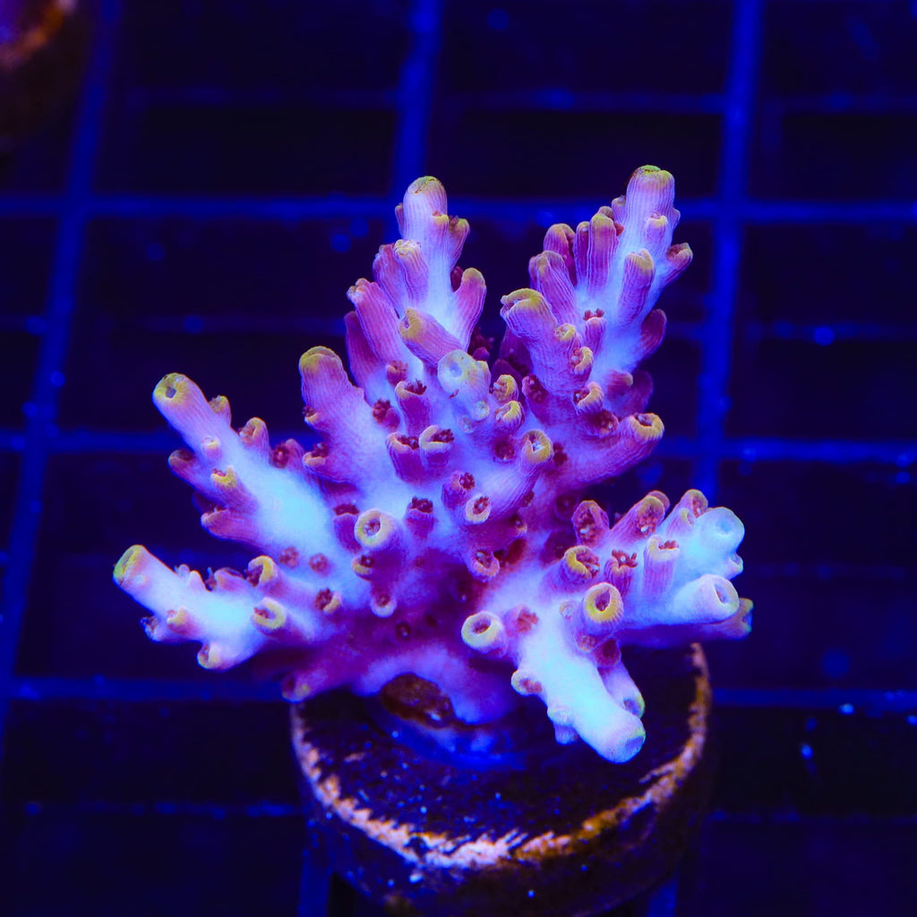 TSA Nightshade Acropora XL Frag Coral