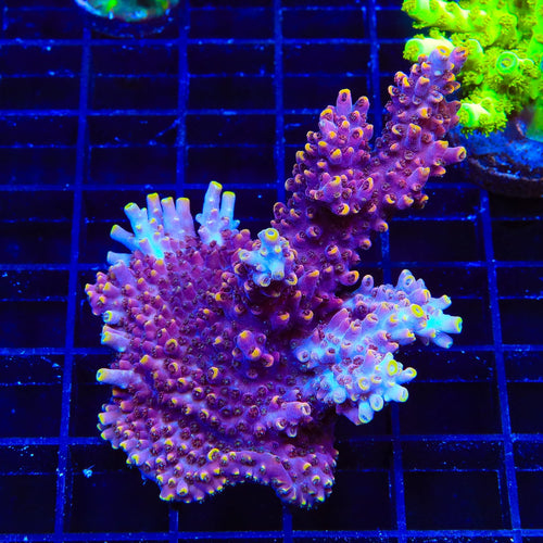 TSA Nightshade Acropora XL Frag Coral