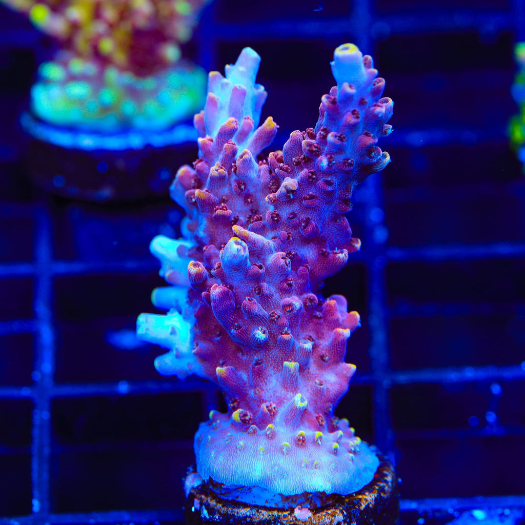 TSA Nightshade Acropora XL Frag Coral