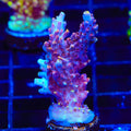 TSA Nightshade Acropora XL Frag Coral