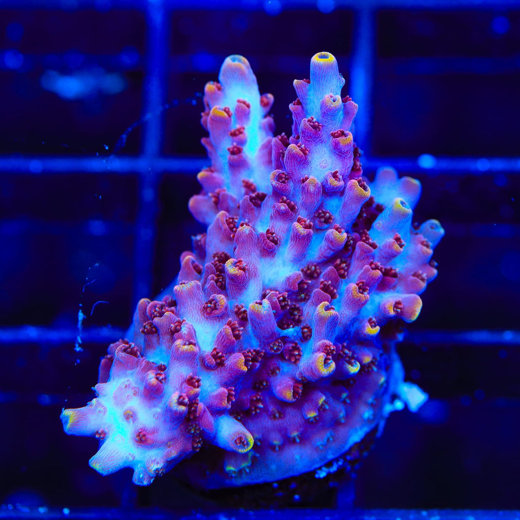 TSA Nightshade Acropora XL Frag Coral