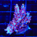 TSA Nightshade Acropora XL Frag Coral