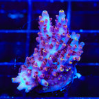 TSA Nightshade Acropora XL Frag Coral