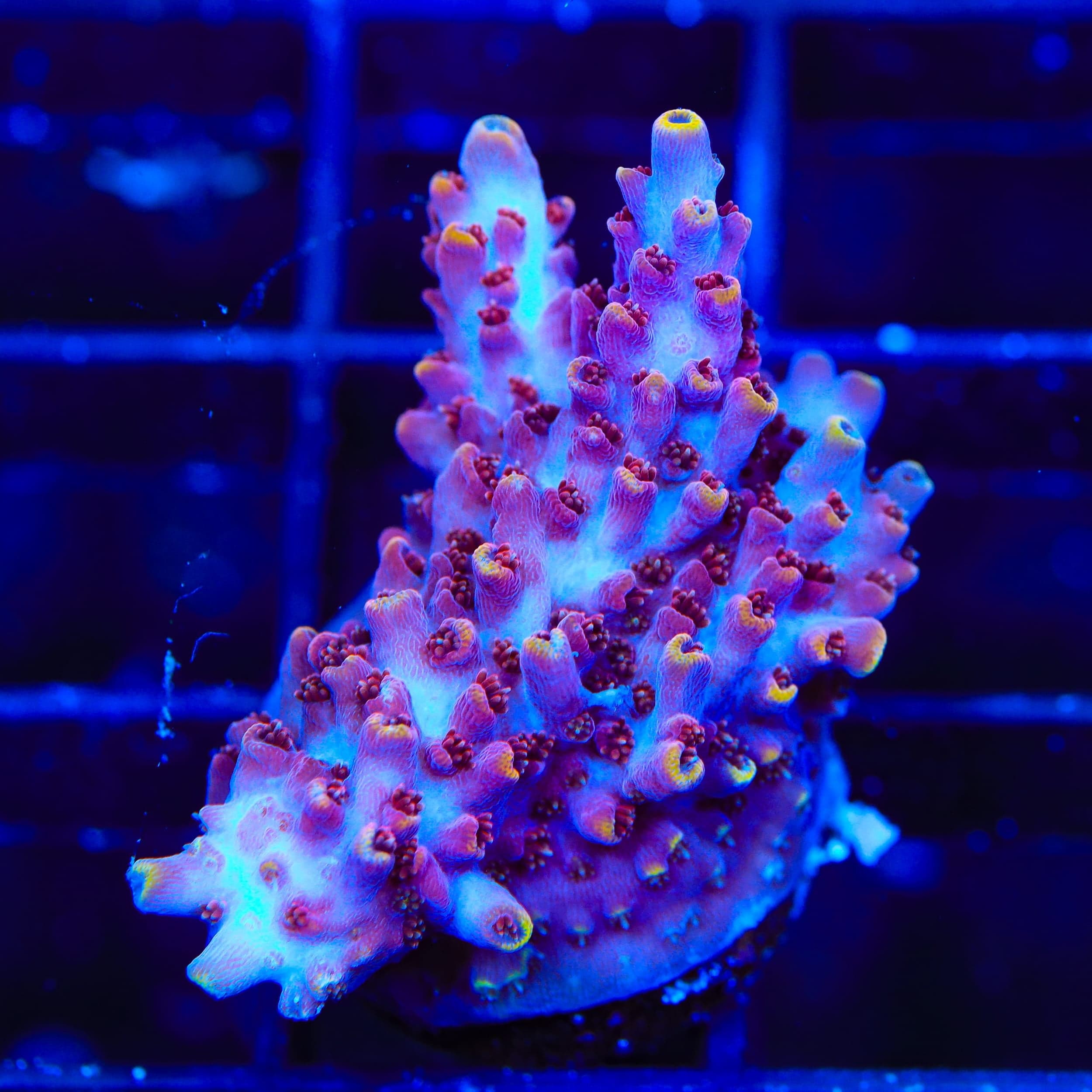 TSA Nightshade Acropora XL Frag Coral