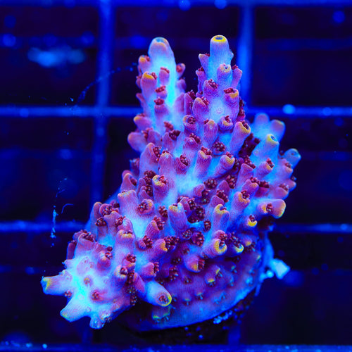 TSA Nightshade Acropora XL Frag Coral