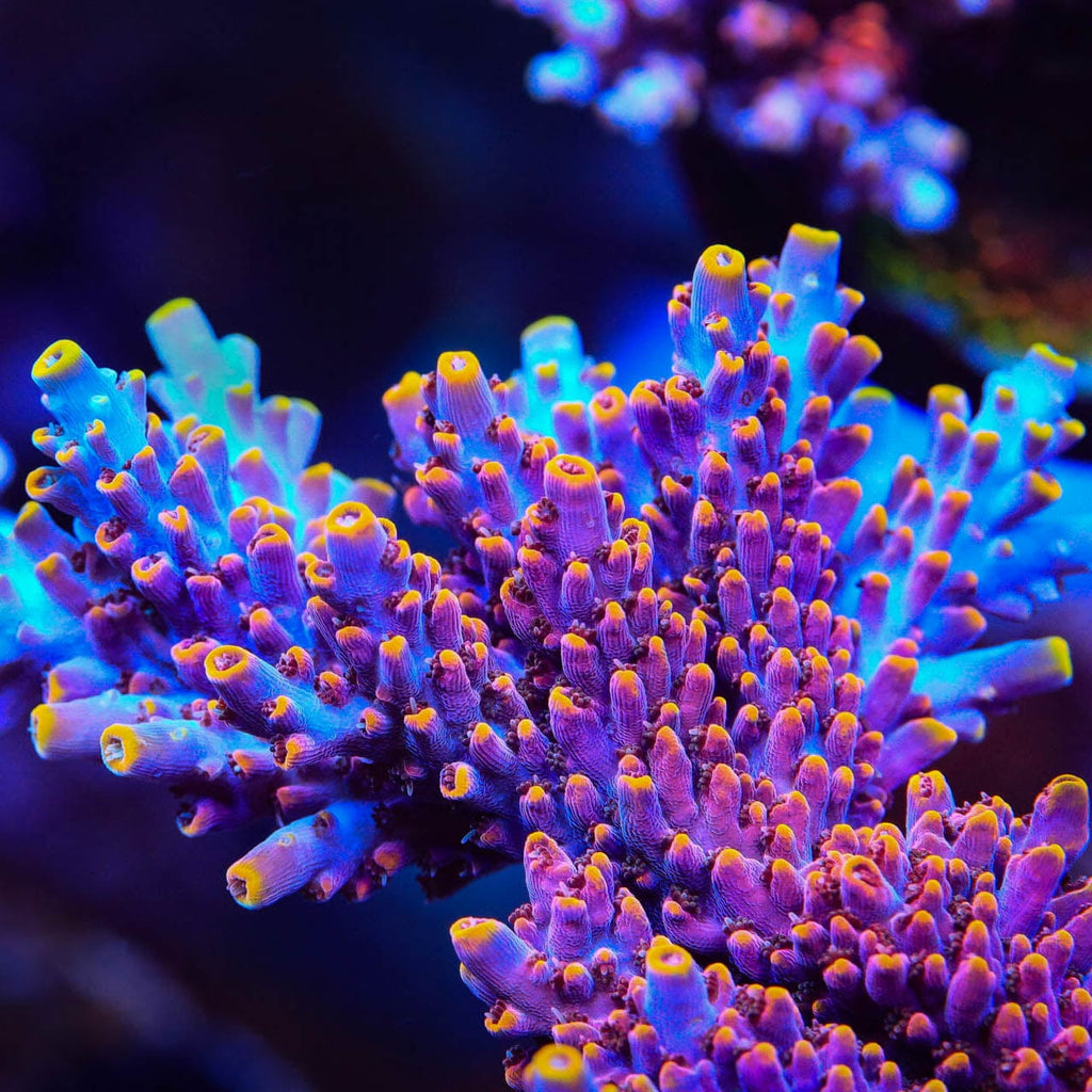 TSA Nightshade Acropora XL Frag Coral