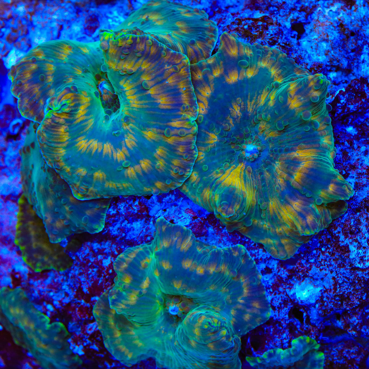 TSA Ninjago Mushroom Coral