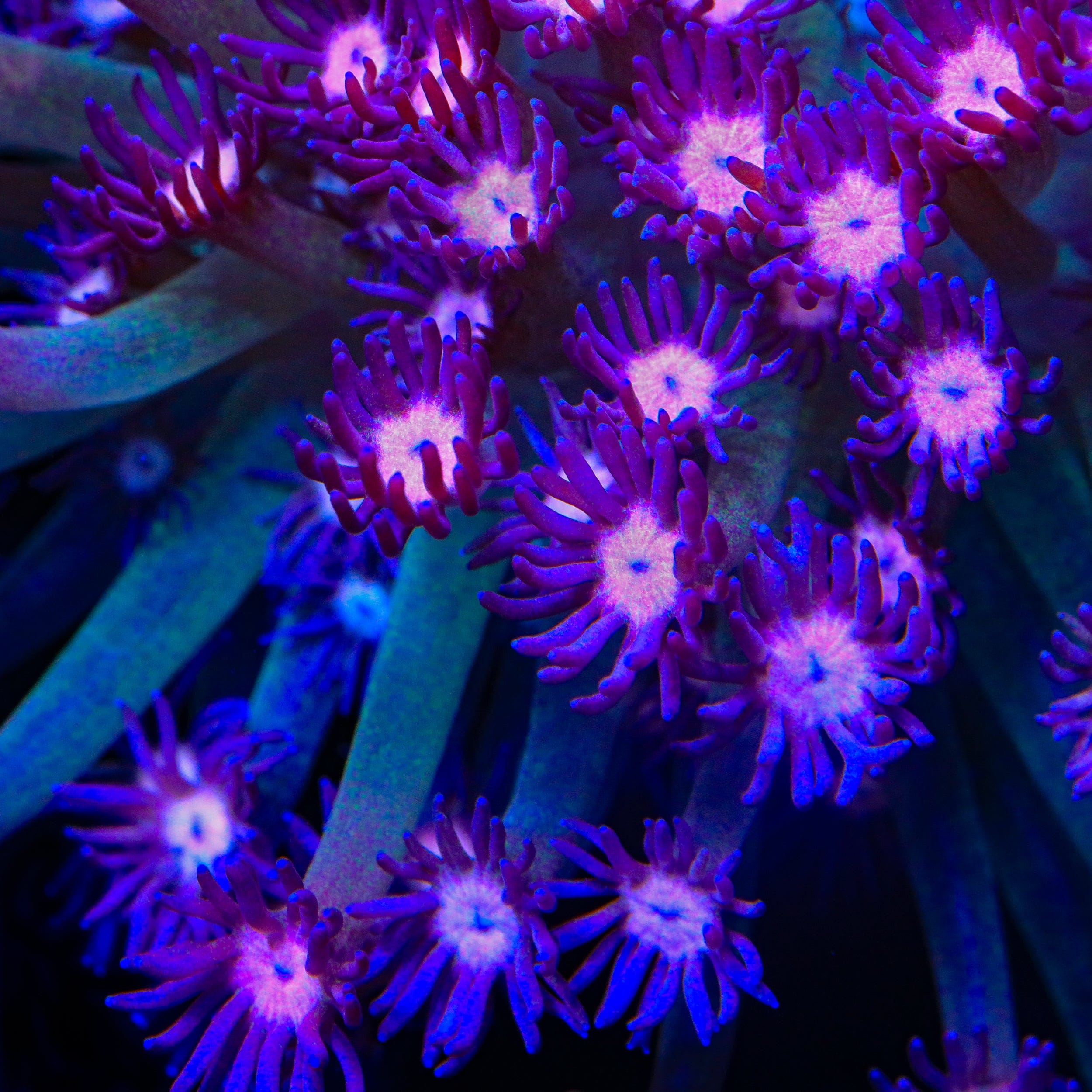 TSA Noob Noob Goniopora Coral