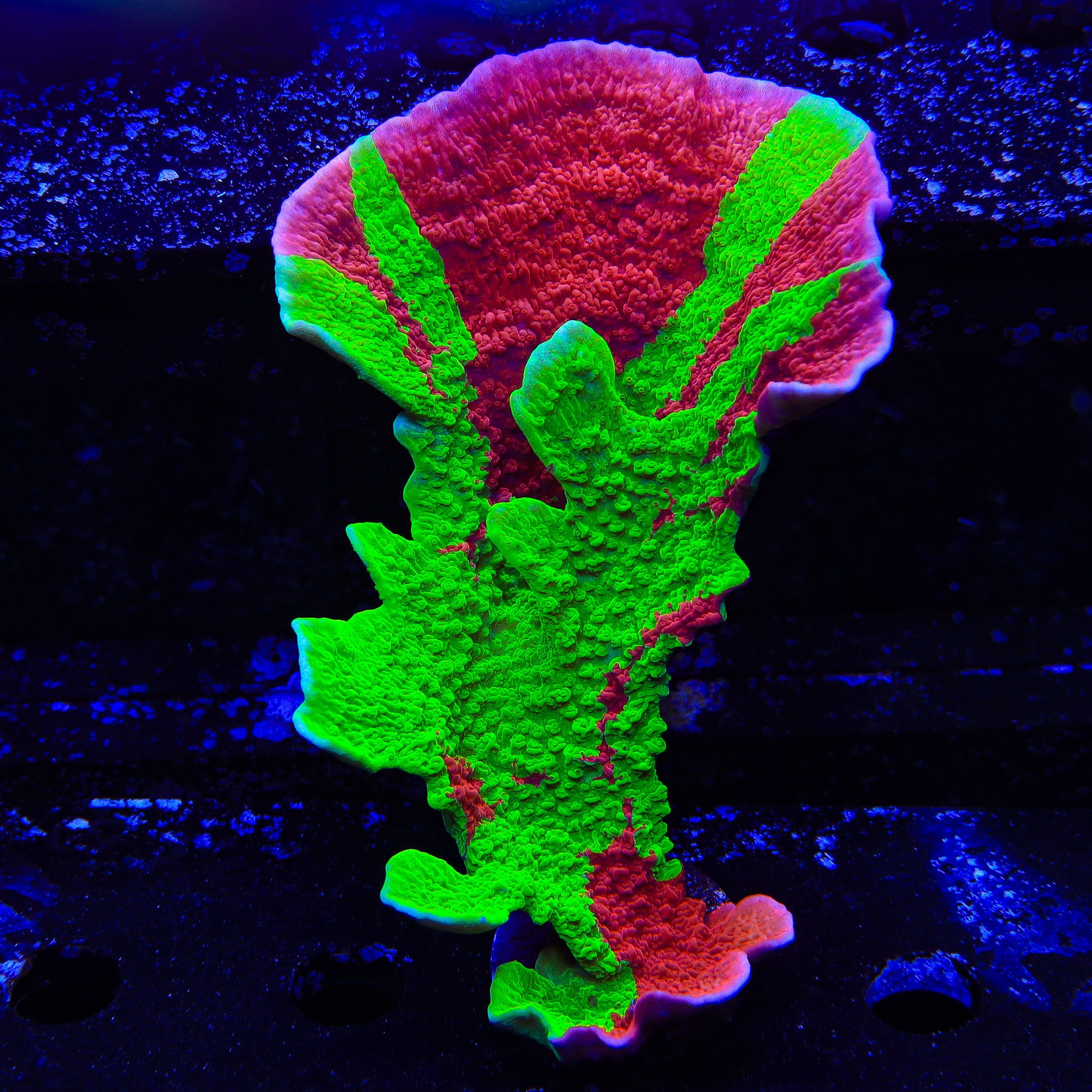 TSA Nuclear Fusion Montipora Cap Colony Coral