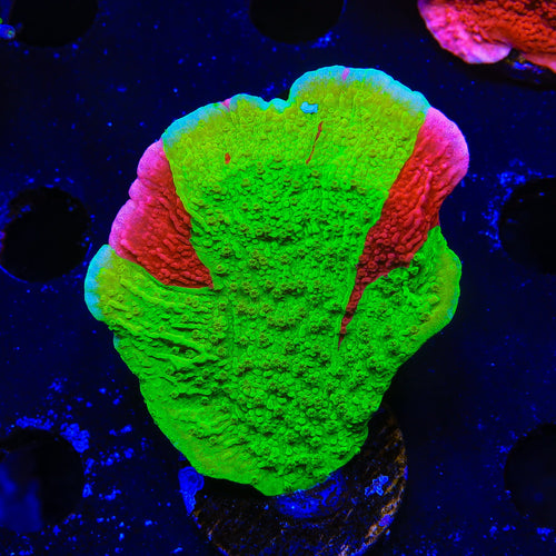 TSA Nuclear Fusion Montipora Cap Coral