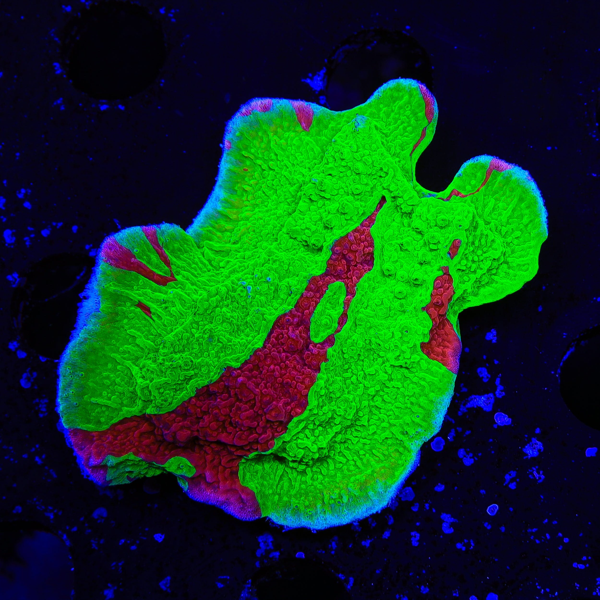 TSA Nuclear Fusion Montipora Cap XL Frag Coral