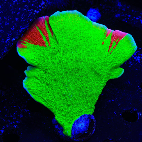 TSA Nuclear Fusion Montipora Cap XL Frag Coral
