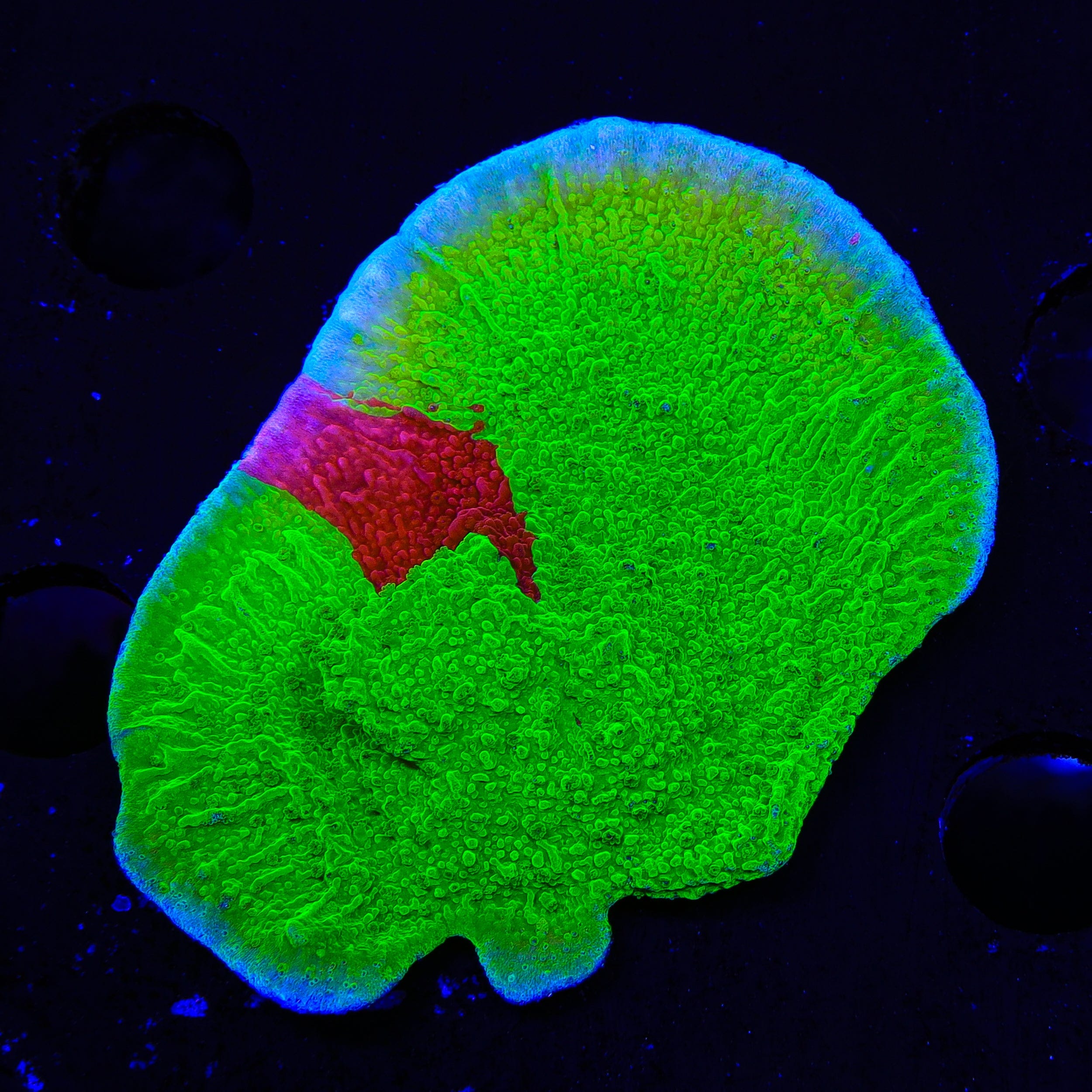 TSA Nuclear Fusion Montipora Cap XL Frag Coral