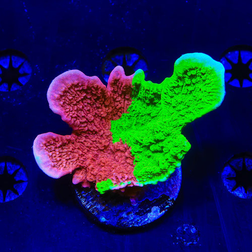 TSA Nuclear Fusion Montipora Cap XL Frag Coral