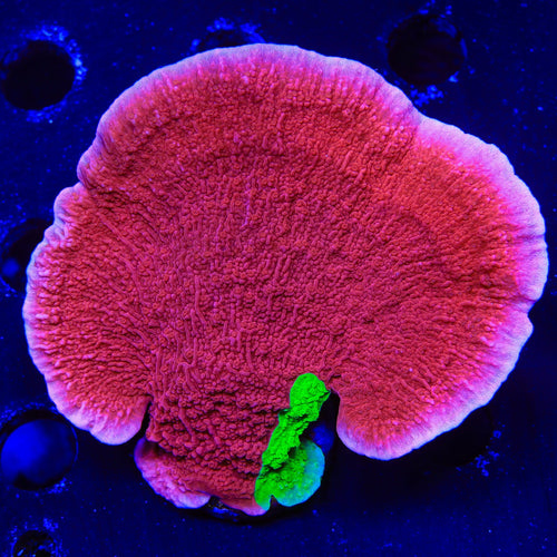 TSA Nuclear Fusion Montipora Cap XL Frag Coral