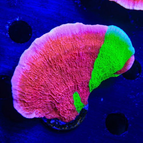 TSA Nuclear Fusion Montipora Cap XL Frag Coral