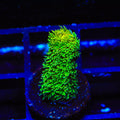 TSA Nuclear Green Millepora Acropora Coral