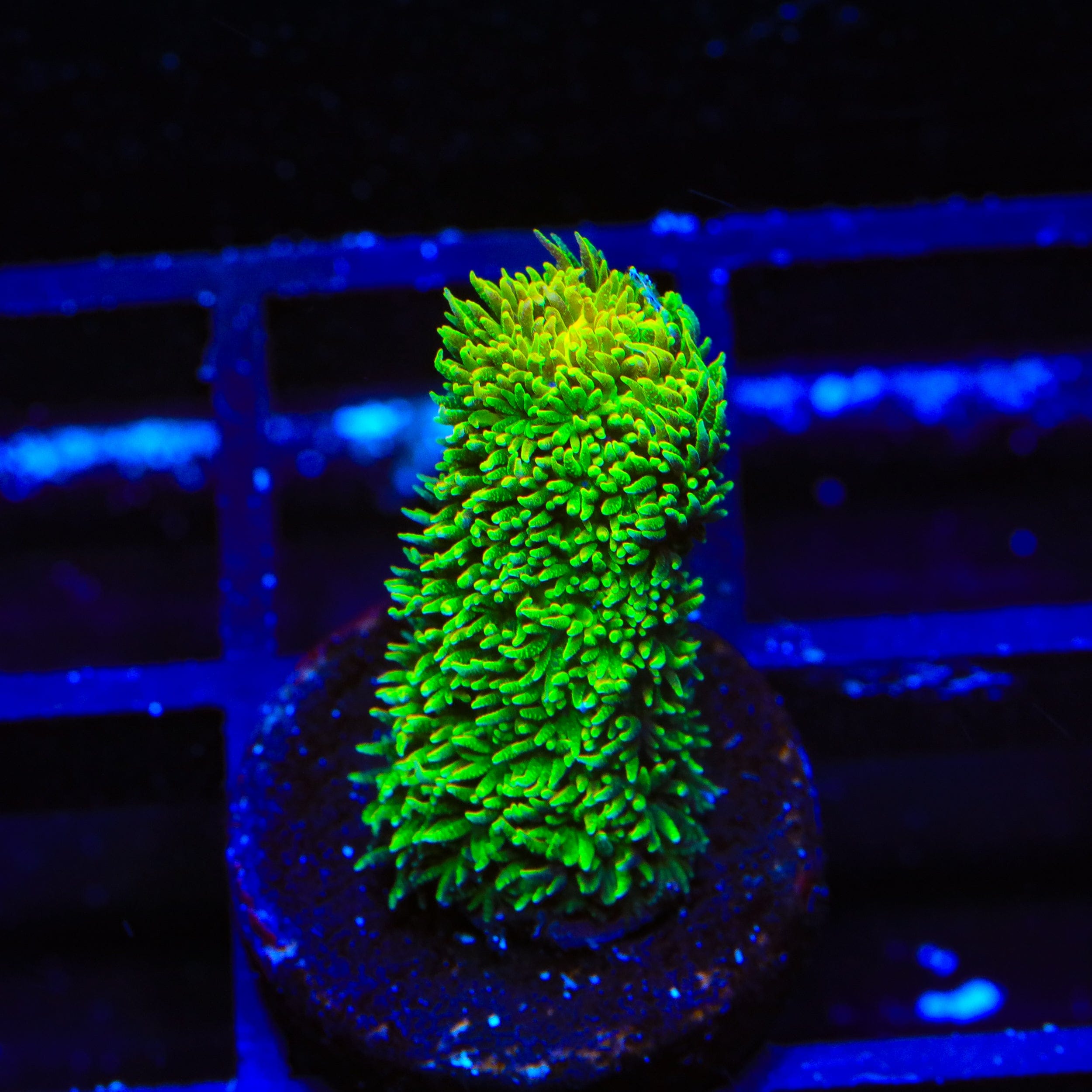 TSA Nuclear Green Millepora Acropora Coral