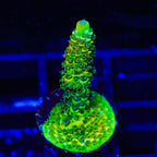 TSA Nuclear Green Millepora Acropora Coral