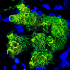 TSA Nuclear Green Millepora Acropora Coral