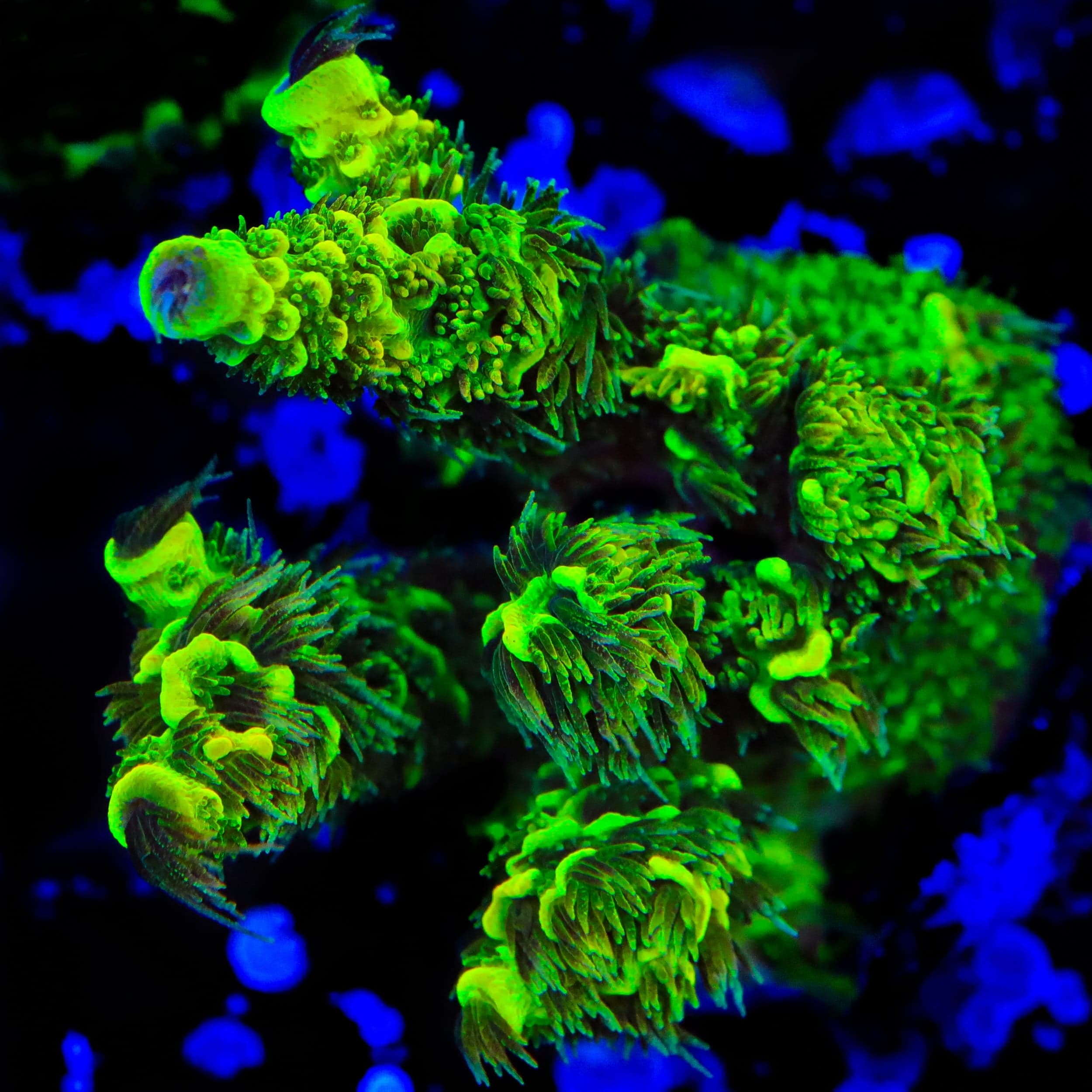 TSA Nuclear Green Millepora Acropora Coral
