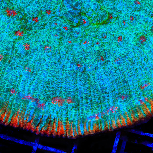 TSA Ocean Spray Chalice Coral