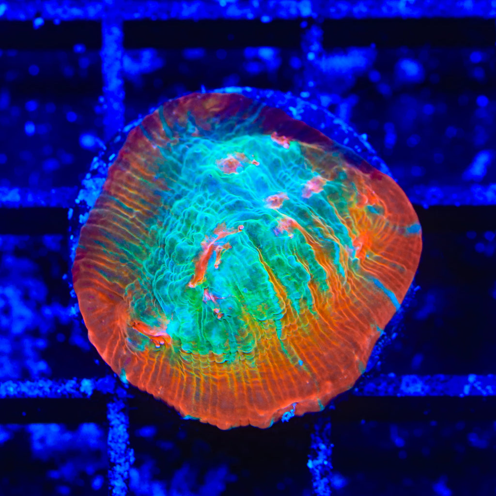 TSA Ocean Spray Chalice Coral