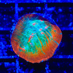 TSA Ocean Spray Chalice Coral