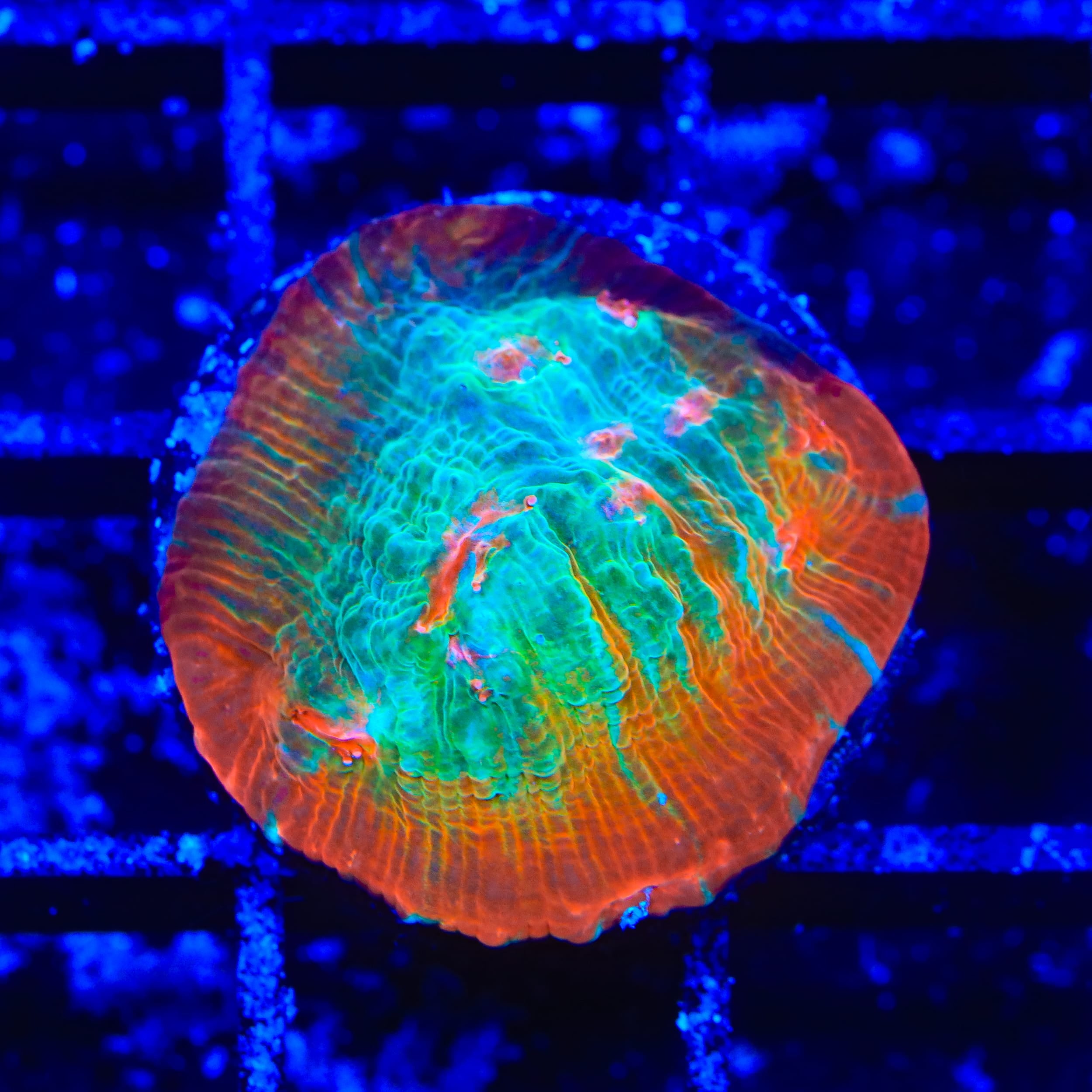 TSA Ocean Spray Chalice Coral