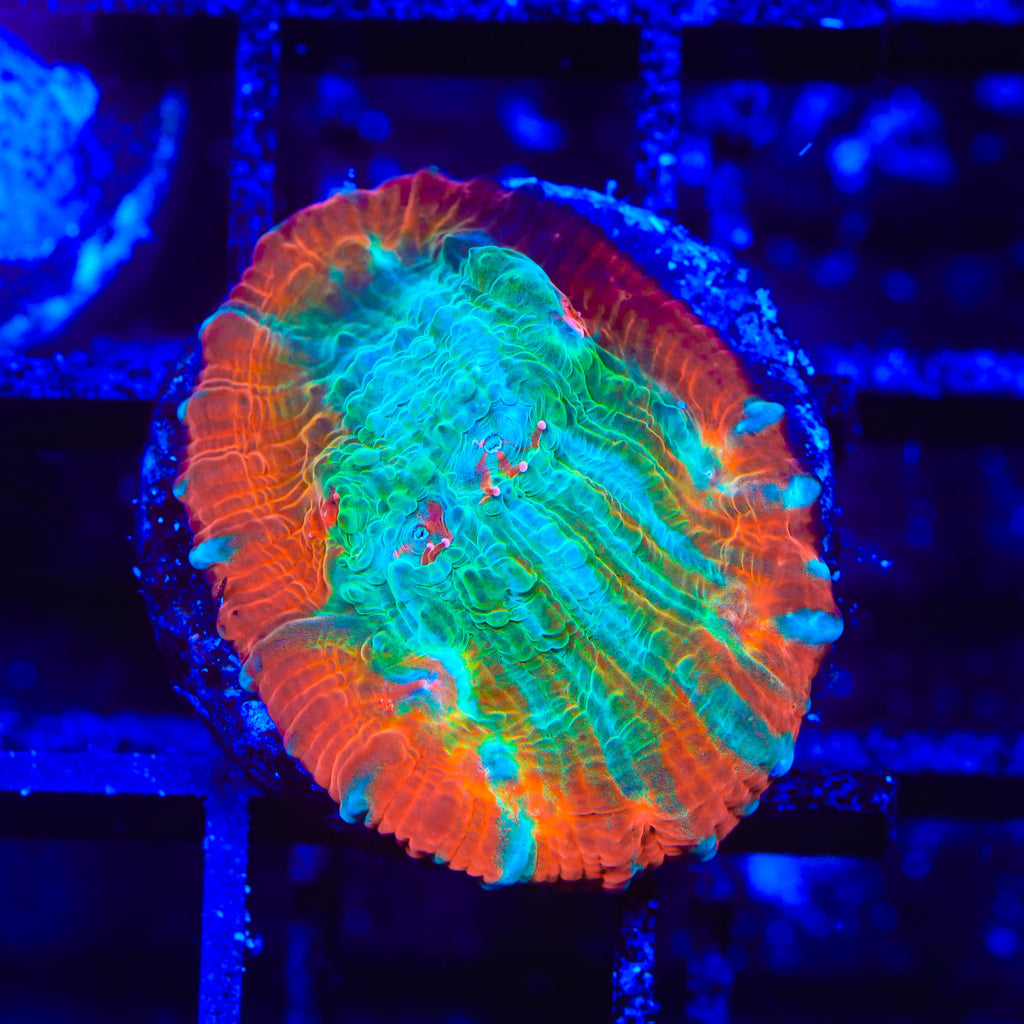 TSA Ocean Spray Chalice Coral