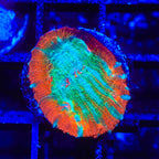 TSA Ocean Spray Chalice Coral