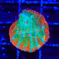 TSA Ocean Spray Chalice Coral