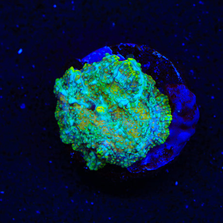 TSA Oil Slick Mushroom Coral