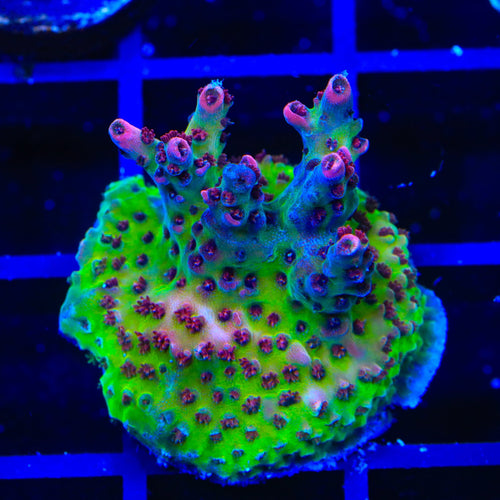 TSA Optimus Prime Acropora Coral