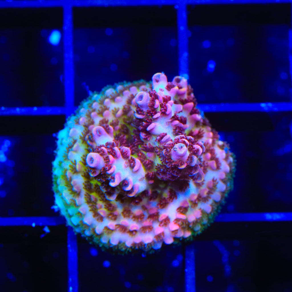 TSA Optimus Prime Acropora Coral