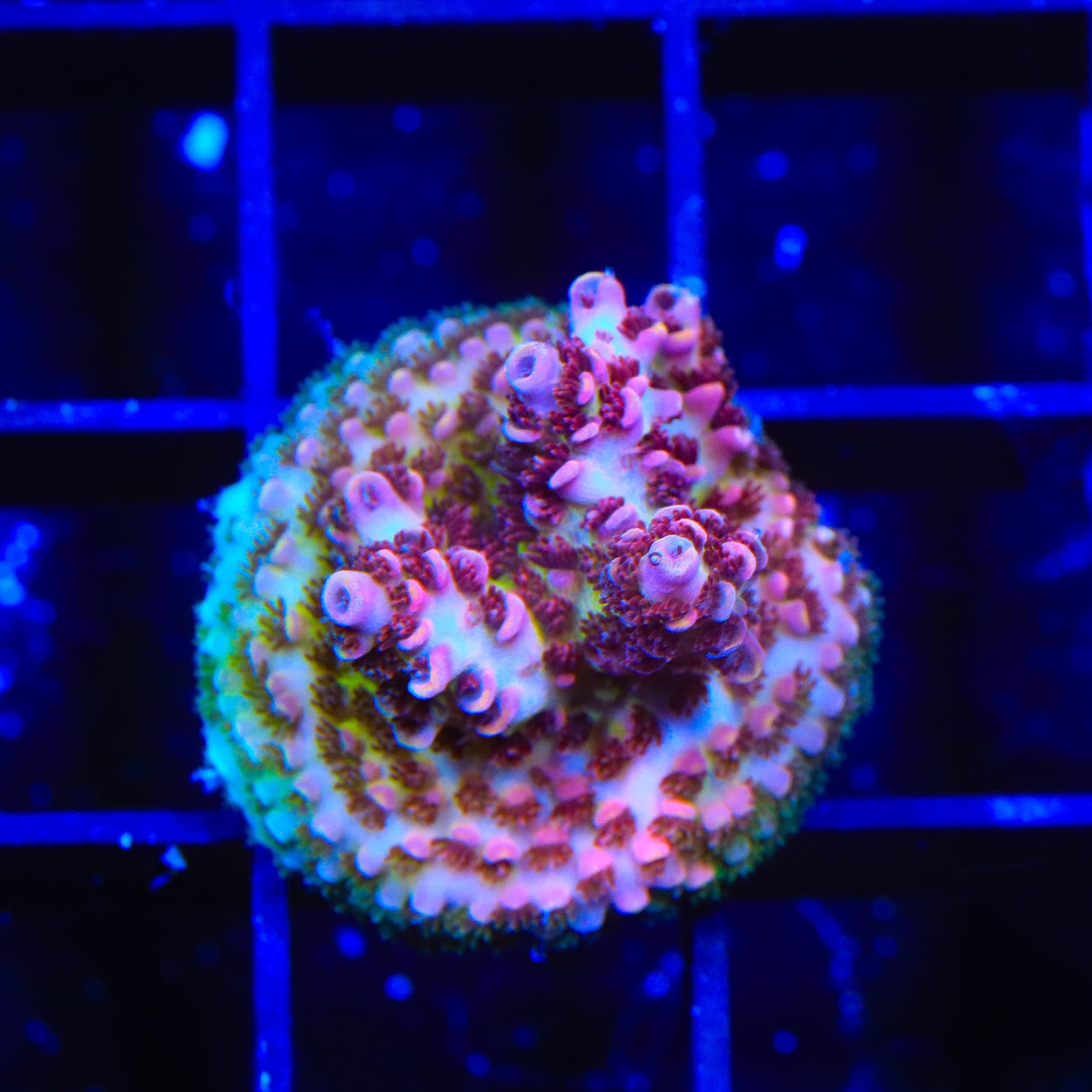 TSA Optimus Prime Acropora Coral