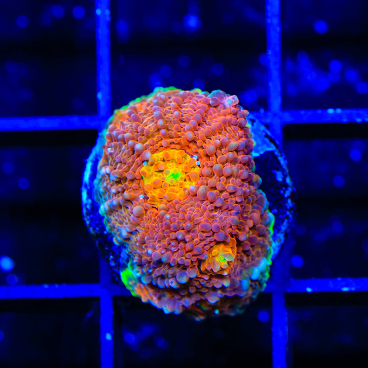 TSA Orange Crush Echinata Coral