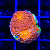 TSA Orange Crush Echinata Coral