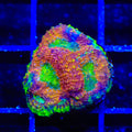 TSA Orange Crush Echinata Coral