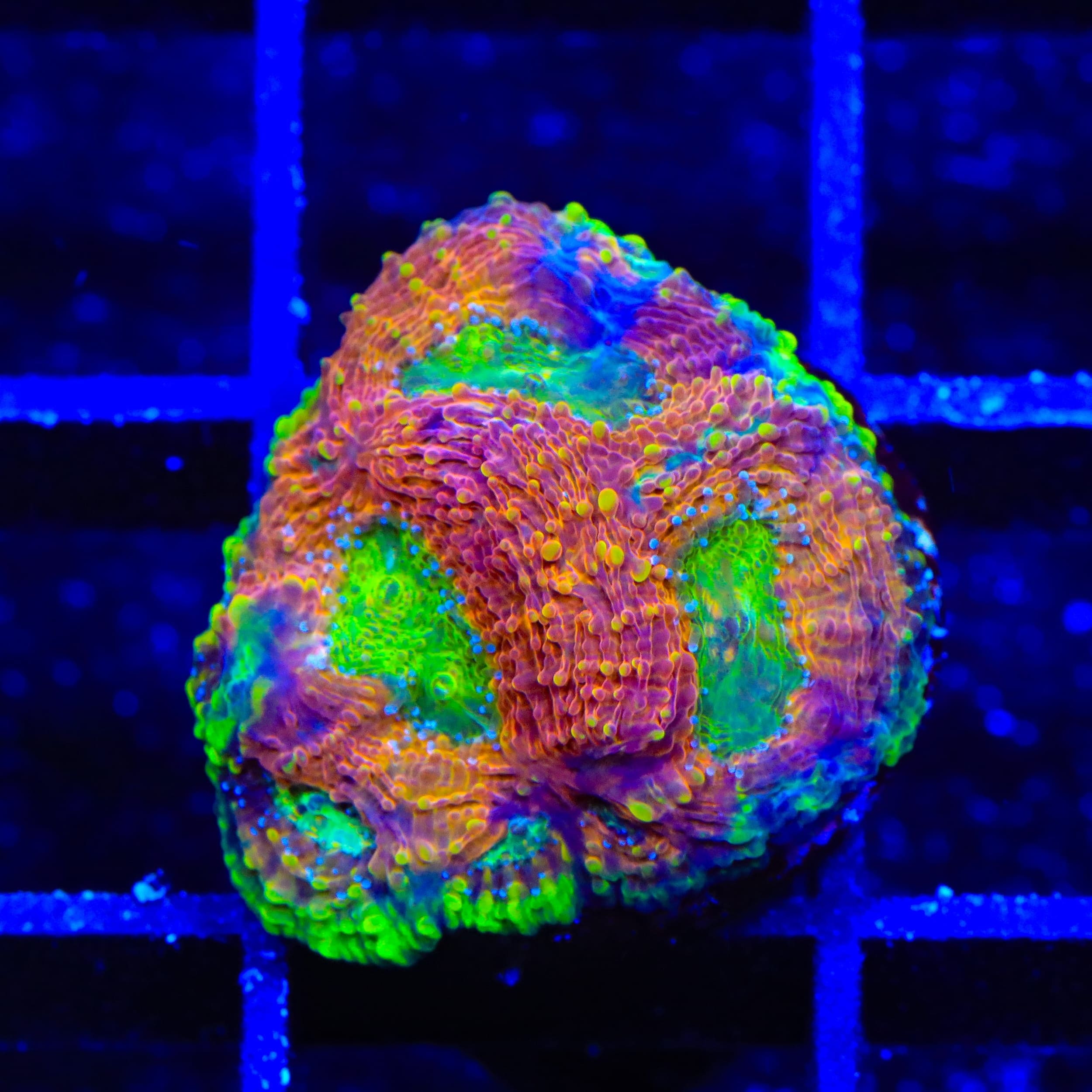 TSA Orange Crush Echinata Coral