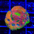 TSA Orange Crush Echinata Coral