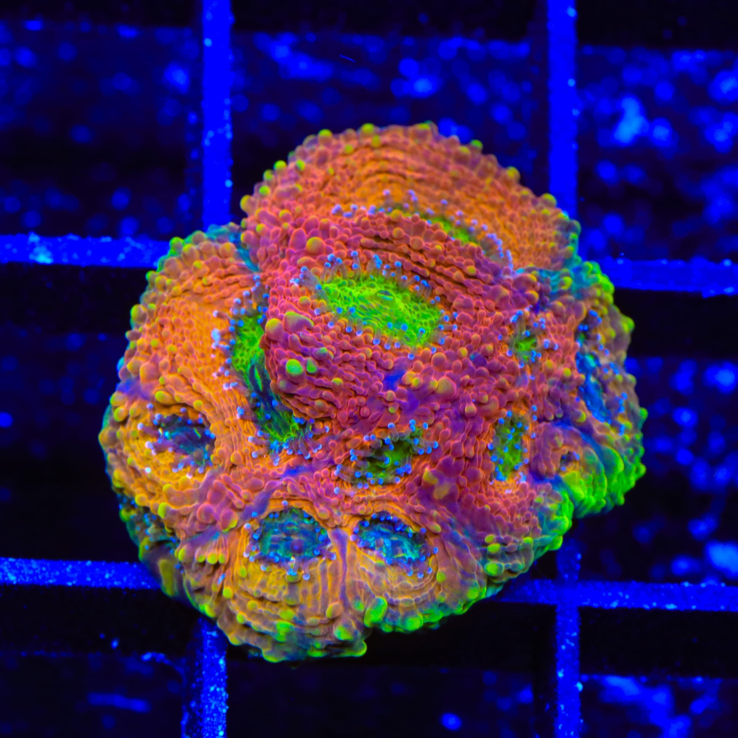 TSA Orange Crush Echinata Coral