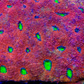TSA Orange Lime Echinata Coral