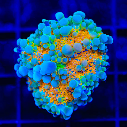 TSA Orange Punch Yuma Mushroom Coral