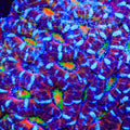 TSA Paintspill Acan Coral
