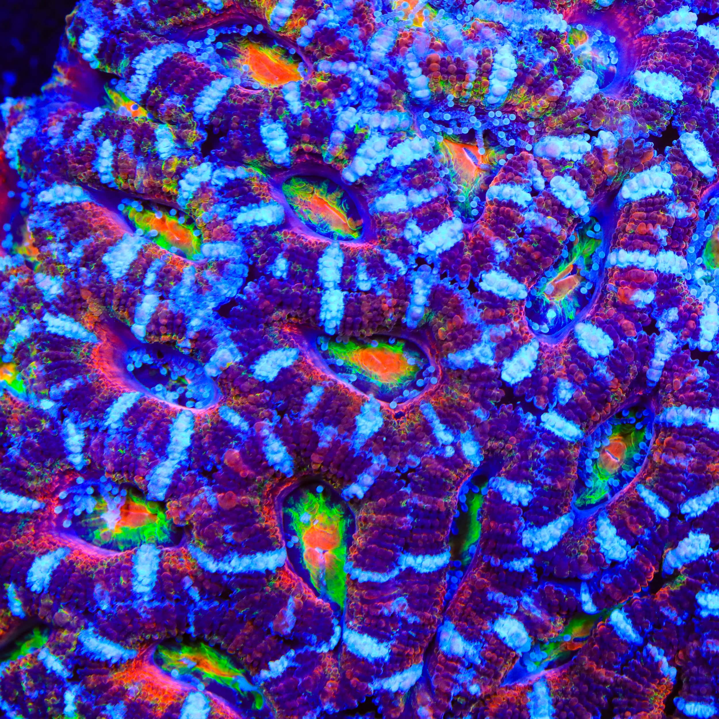 TSA Paintspill Acan Coral